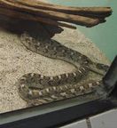 アフリカタマゴヘビ写真3