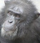 チンパンジー写真1