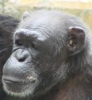 チンパンジー写真2