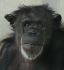 チンパンジー写真3