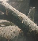 ハルマヘラホカケトカゲ写真3