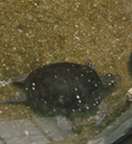 キボシイシガメ写真1