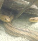 キイロネズミヘビ写真1