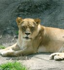 ライオン写真2