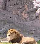 ライオン写真1
