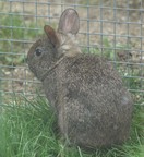 メキシコウサギ写真4
