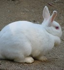 カイウサギ写真2