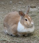 カイウサギ写真3