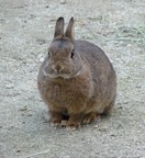カイウサギ写真4