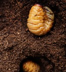 蛹前の幼虫写真