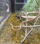 テングキノボリヘビ写真1