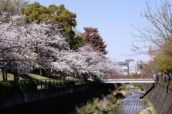 桜満開の植田川2